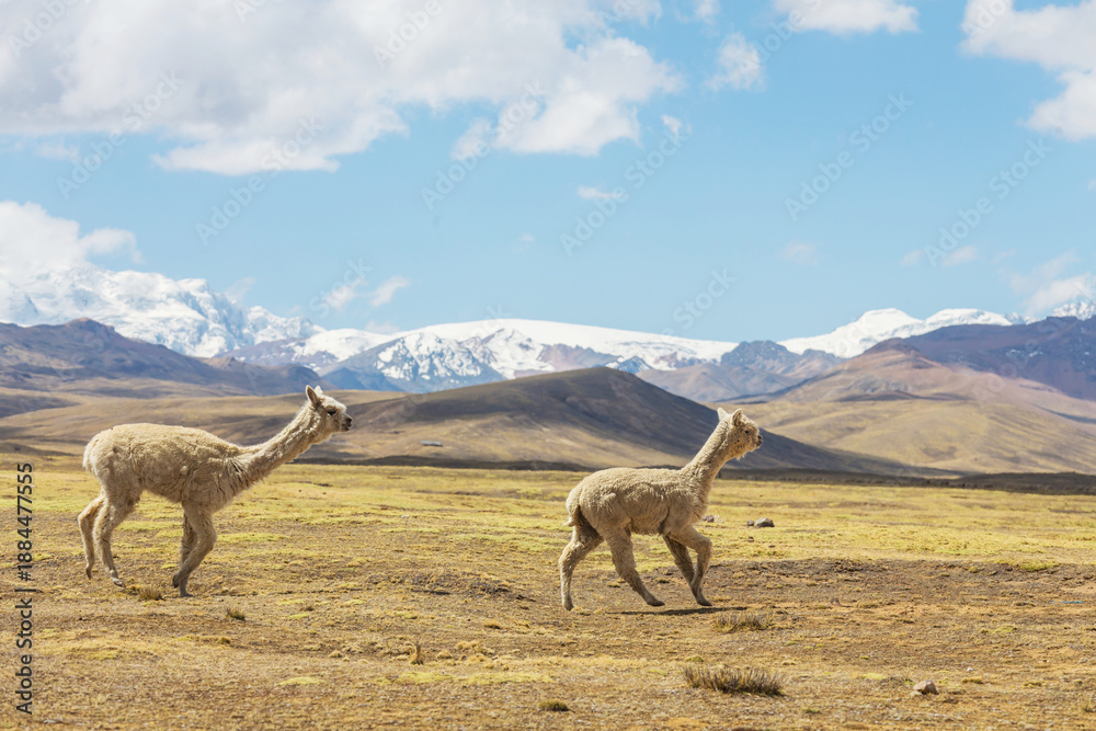 Obraz premium Alpaca