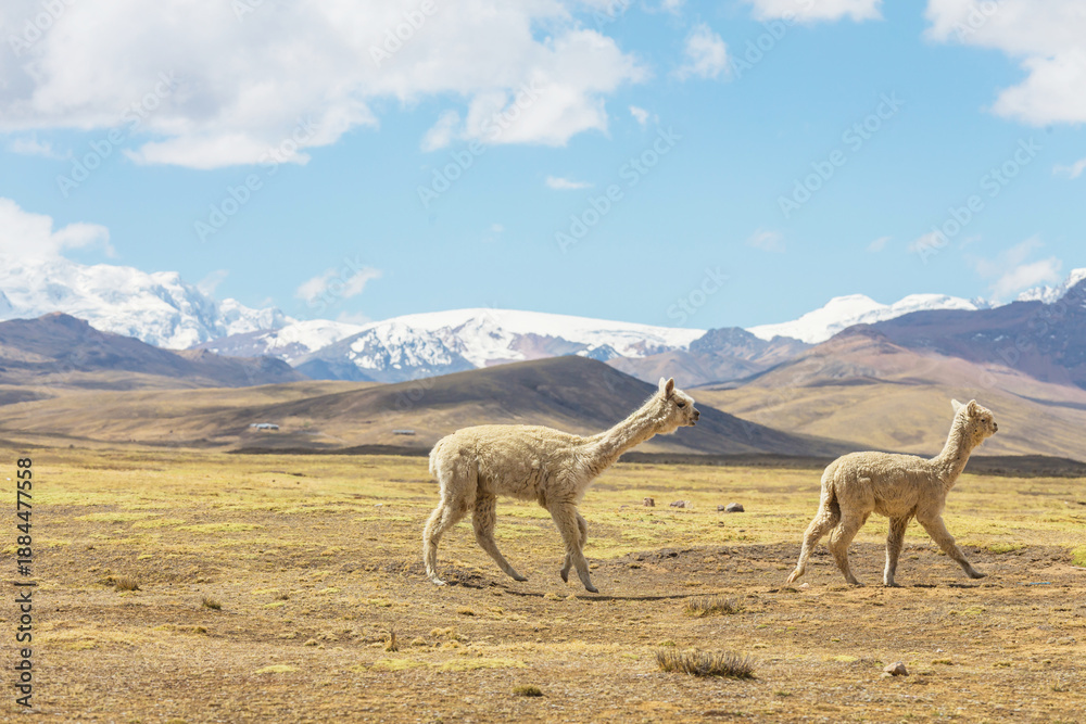 Obraz premium Alpaca