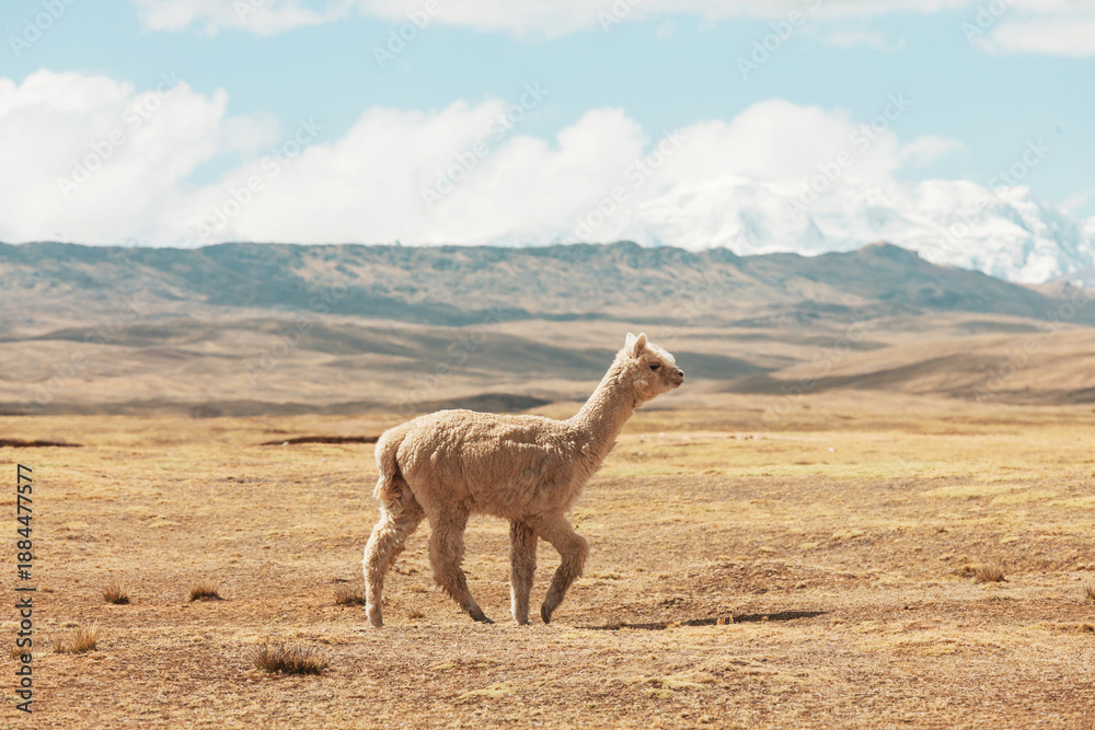 Obraz premium Alpaca