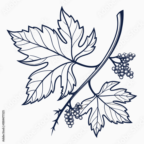 Illustrated vine leaf with grapes