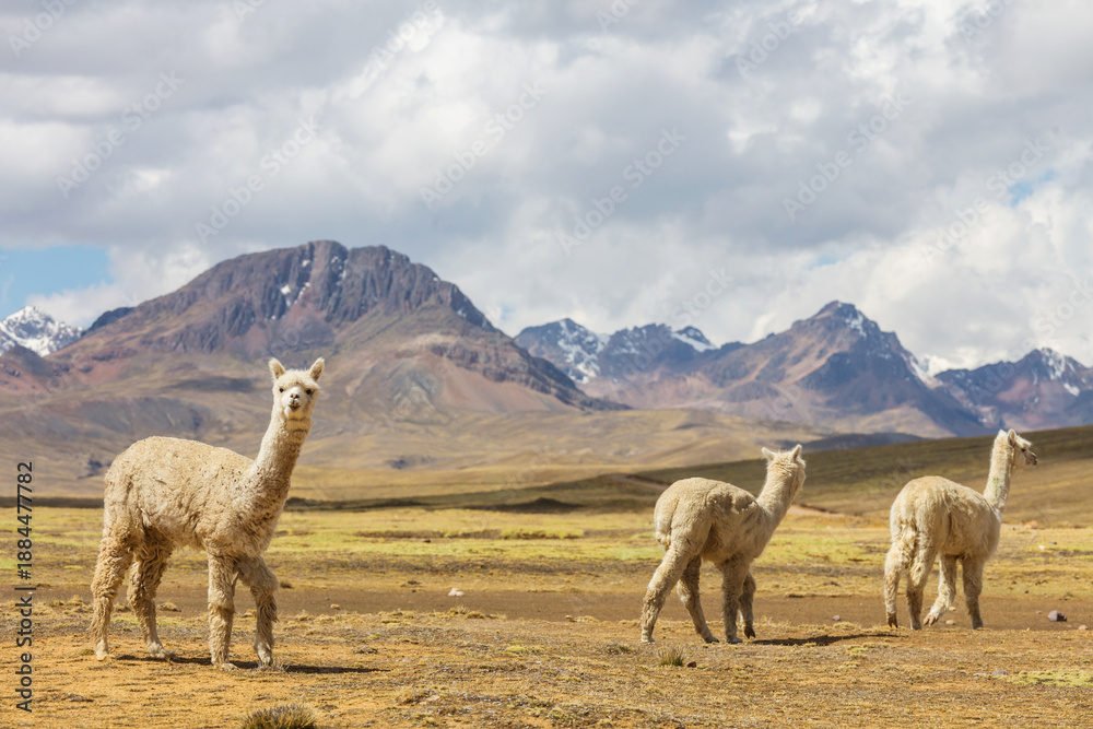 Obraz premium Alpaca