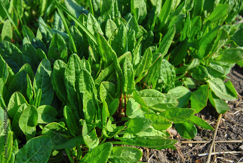 Cuadro en lienzo Fresh green sorrel leaves growing in the garden bed on a sunny day