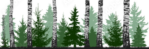 Birch and spruce forest. Evergreen coniferous trees. Vector color silhouette