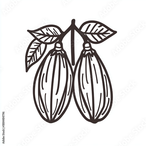 Stylized line art illustration featuring two ripe cacao pods hanging from a branch complete with several delicate detailed leaves perfect for chocolate branding concepts.