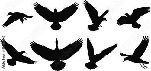 Flying bird silhouettes set isolated on white background, dynamic wings spread poses, wildlife avian icons for vector design illustration collection art