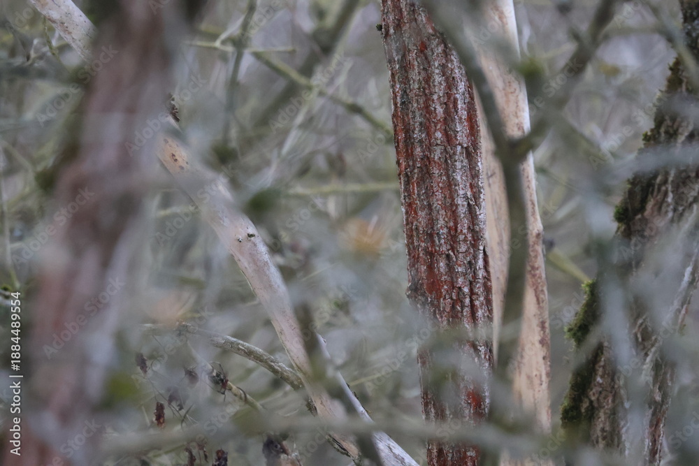 Naklejka premium Reddish tree bark texture close up in dense forest thicket with blurred foreground branches natural woodland background