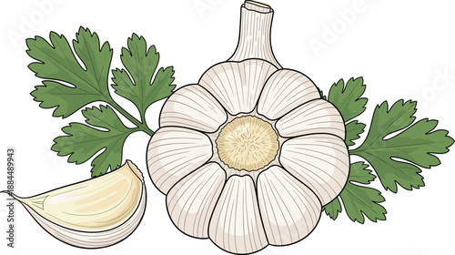 Fresh whole garlic bulb with clove and green parsley leaves vector illustration isolated on white for cooking design.