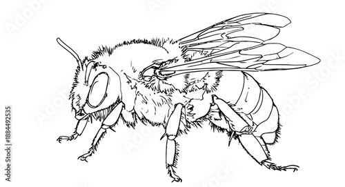 Detailed black and white illustration of a bee in profile. Fine lines emphasize the bee's wings, legs, and segmented body, conveying realism.