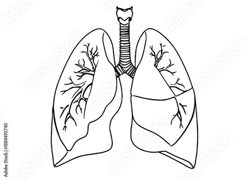 Line drawing of human lungs showing detailed branching of bronchi and bronchioles. The symmetrical structure is outlined in black on a white background.