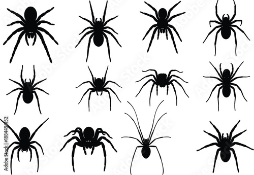 Set of black spider silhouettes in different poses, isolated on white background, creepy insect collection for Halloween design, vector style animal shapes illustration.
