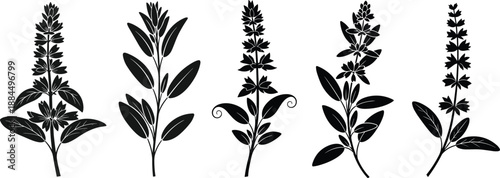   
Flowering plant silhouette illustration, black vector design, botanical shape, leaf structure, floral stem, nature concept, garden art, plant diversity