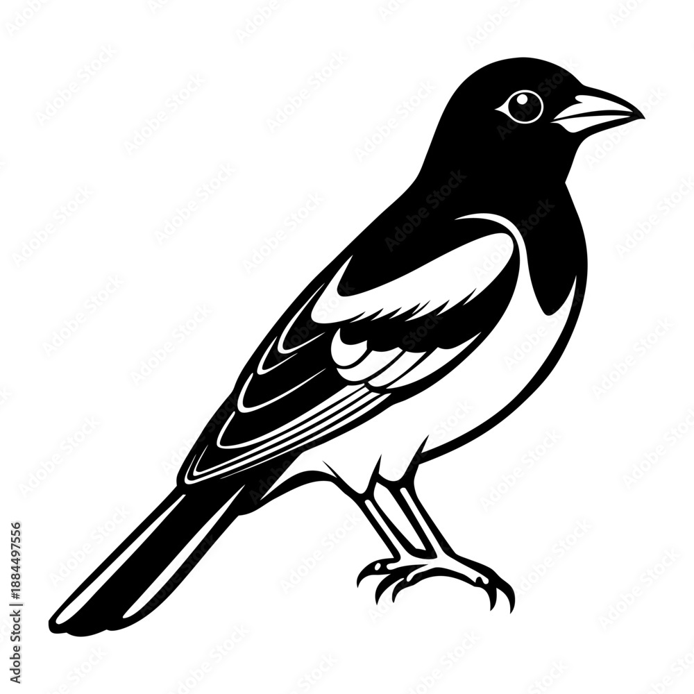 Obraz premium Oriole Bird