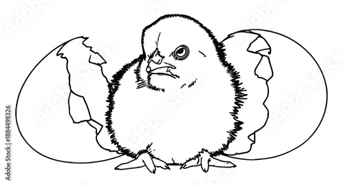 Drawing of a fluffy chick emerging from a cracked egg. The chick looks curious, surrounded by eggshell pieces, conveying new beginnings.