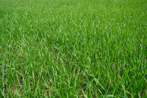 Schilderij op canvas Lush Green Grass Field Close Up