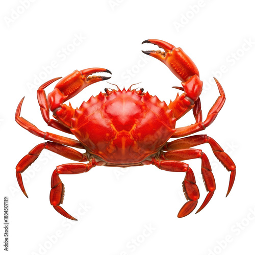 Vibrant red crab with outstretched legs on white background isolated on transparent background