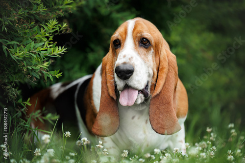 Bilde på lerret cute basset hound dog lying outdoors in the park