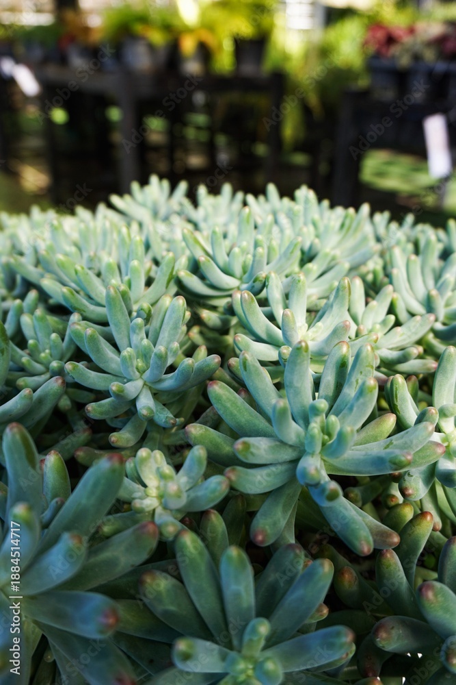Obraz premium Top view of pale green succulent rosettes pattern