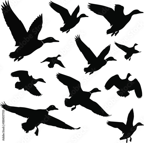  Collection of black vector mallard duck silhouettes featuring flying flock isolated on white background