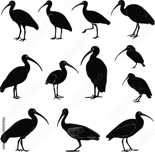 Create a Black ibis bird silhouette collection featuring various species in standing and flight poses with long curved beaks for nature on white background