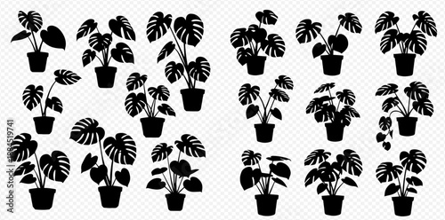 Set of various potted monstera plants, tropical houseplant silhouettes in black, isolated on a white background, for home decor and interior design.