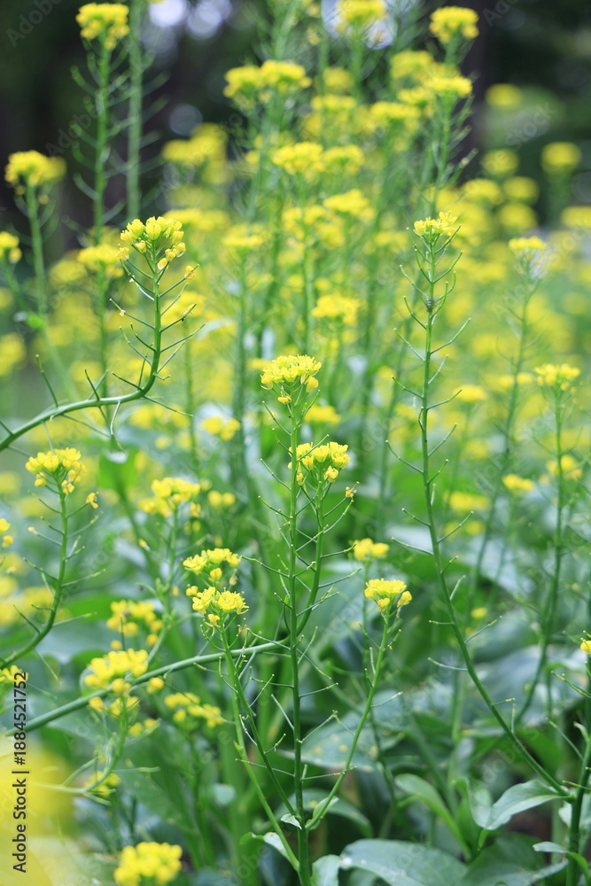 Obraz premium Chinese Flowering Cabbage has yellow flowers clusters that rise up high. Choy Sum in full bloom in organic vegetable garden. Brassica rapa L. The leafy vegetable in cabbage family. Popularly eaten 