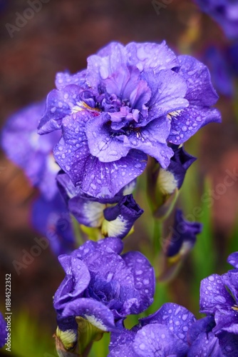 A plant is an iris flower with raindrops on the petals