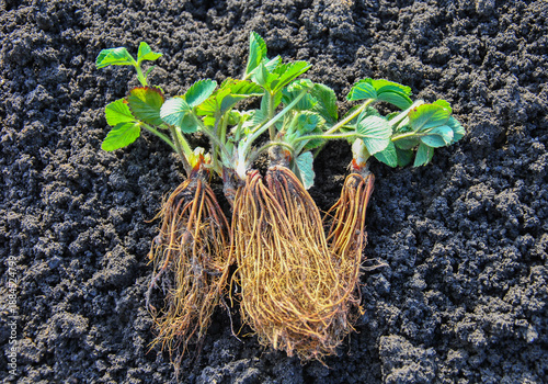 Strawberry seedlings with bare roots lying on the soil before planting. Spring garden work, transplanting berry plants into the ground.