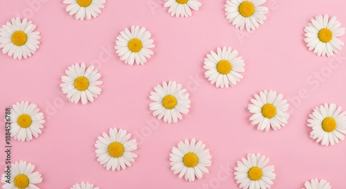 Daisy flower pattern on pink background, white chamomile blossoms with yellow centers, spring floral flat lay for feminine branding and gift wrap isolated on Transparent Background