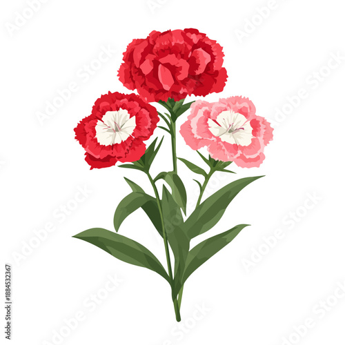 Foto Clean 2D flat vector depiction of a Sweet William, designed in minimalist modern style with white background