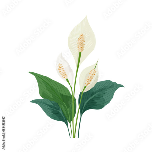 Peace Lily, clean 2D vector flat illustration in minimal and modern style on a white background.