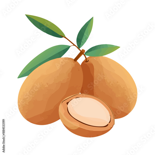 Flat 2D minimalist illustration of a Sapodilla, modern vector design with white background.
