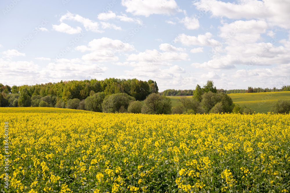 Obraz premium Lush yellow canola field with green trees and blue sky under fluffy clouds