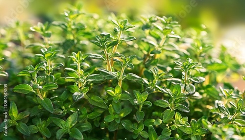 Wallpaper Mural close up of aromatic green lemon thyme plant thymus citriodorus variety used as a cooking herb Torontodigital.ca