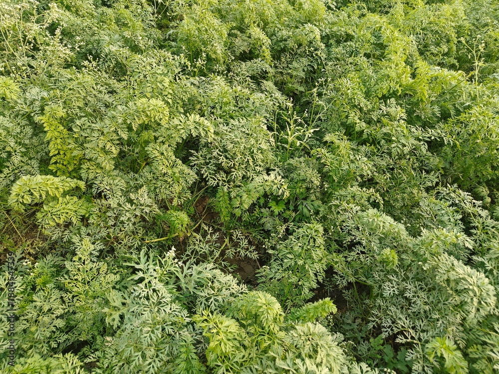 Naklejka premium Close up shot of carrot field.