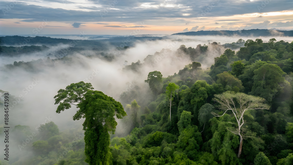 Fototapeta premium Lush green tropical rainforest canopy shrouded in soft morning mist with distant hazy hills full hd 4k stock image download