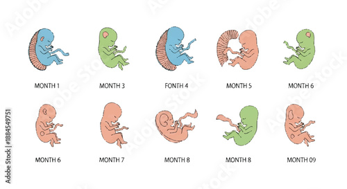Infographic illustrating fetal pregnancy development stages from month 1 to 9 with colorful illustrations on a white background.