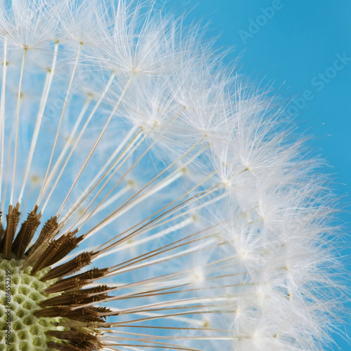 Fotografie Dandelion seeds close up. blue background