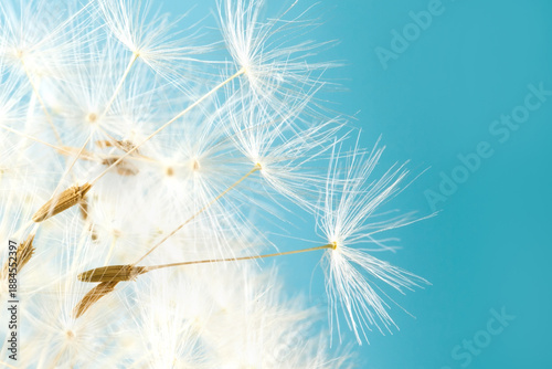 Fotografie Dandelion seeds close up. blue background