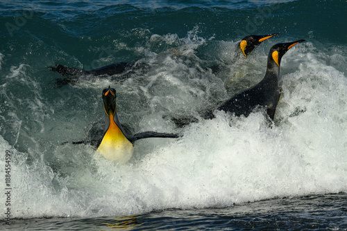 Tableau sur toile King penguins (Aptenodytes patagonicus) coming onshore through the breaking surf at Gold Harbour, South Georgia Island