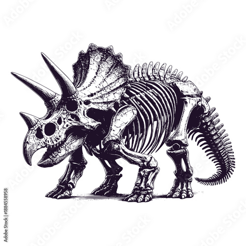 complete triceratops fossil