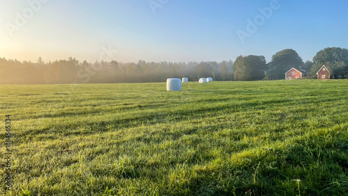 Plastic-wrapped silage bales in a field on an early autumn morning