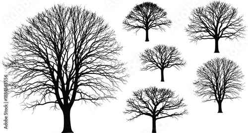 Set of black silhouettes of bare winter trees with detailed branches isolated on white, vector illustration nature forest landscape elements for design