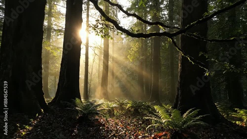 Sunlit Forest - A Serene Walk Through Natures Cathedral.