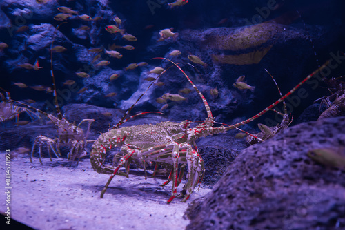 Photography Spiny lobsters crawl on sandy seabed with banded antennae at Poema del Mar in Las Palmas, Gran Canaria