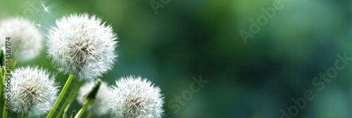 Close-up of dandelion seeds blowing in gentle spring breeze