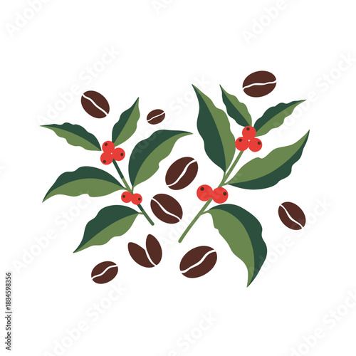 Coffee Beans and Branches Illustration - Fresh Coffee Plant and Seeds