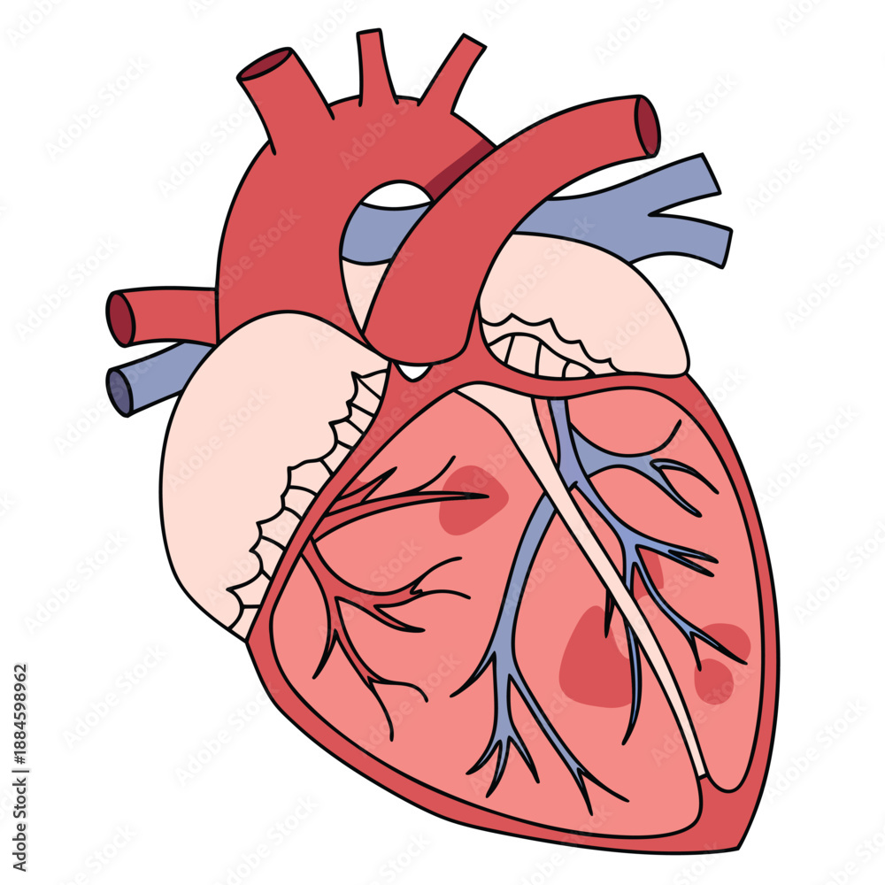 Obraz premium Realistic Cardiac Organ Structure Illustration Icon