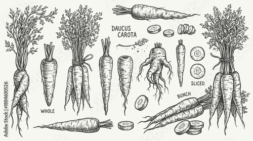 Botanical Carrot Illustration – Black & White Scientific Sketch of Daucus Carota in Whole, Sliced, and Bunched Forms for Culinary and Educational Use