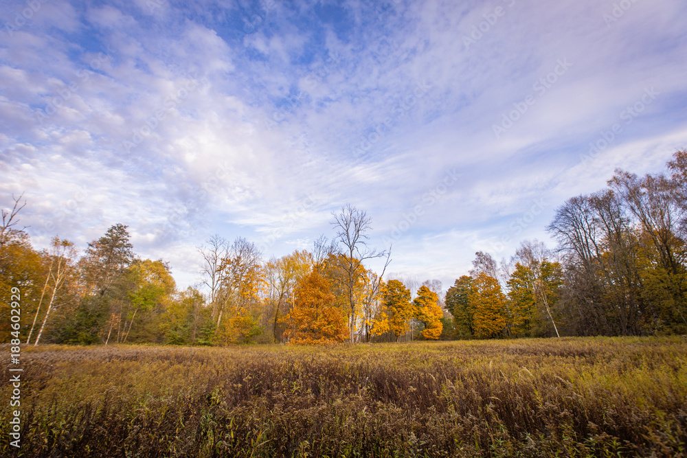 Fototapeta premium Swamp in autumn in East Prussia