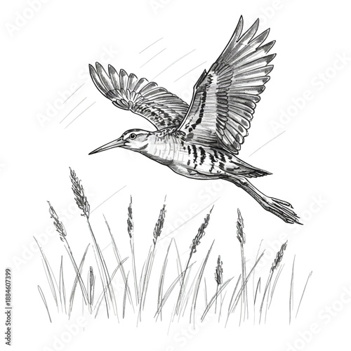 Baillon’s Crake (Porzana pusilla) detailed vector illustration of a migratory bird.